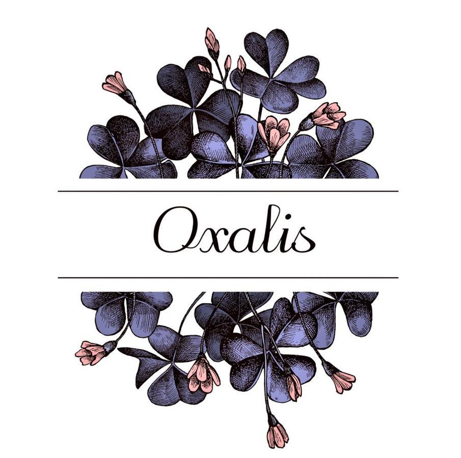 דירות בולוניה Oxalis מראה חיצוני תמונה